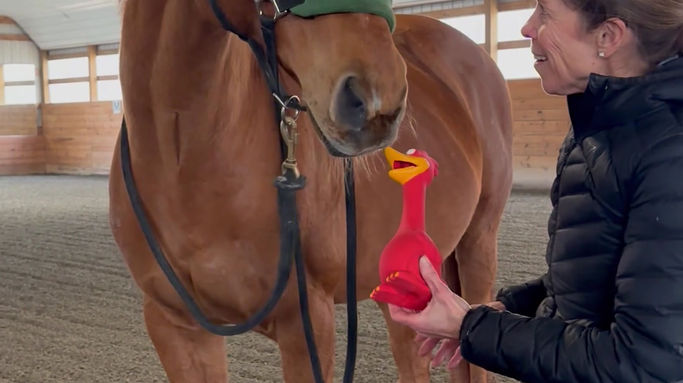 Rudy gets an anti-anxiety chicken